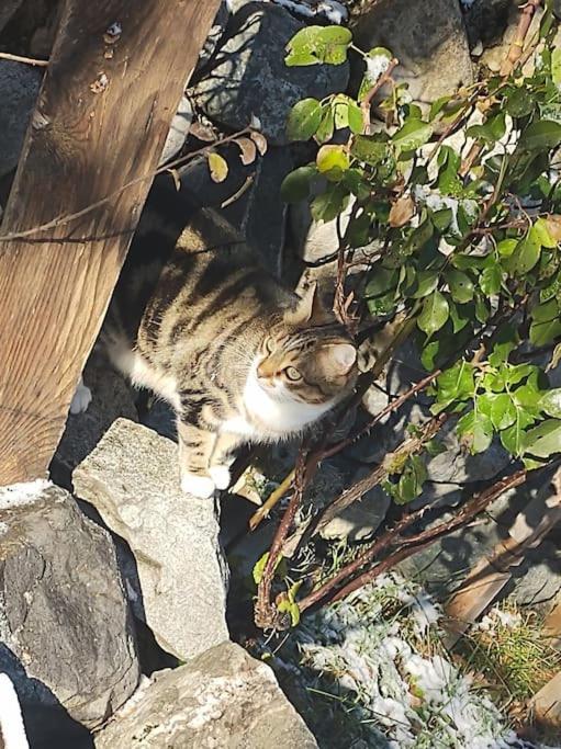 Chambre Ou Gite Dans Une Maison De Montagne - De Suzon A Zelie Entraigues  Kültér fotó